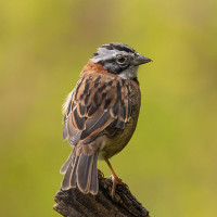 Rufous-collared Sparrow